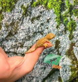 Magazoo Baby Crested Gecko #6 (July 2026)
