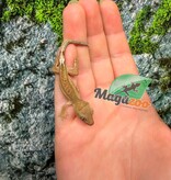 Magazoo Baby Crested Gecko #9 (July 2026)