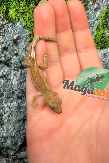 Magazoo Baby Crested Gecko #9 (July 2026)