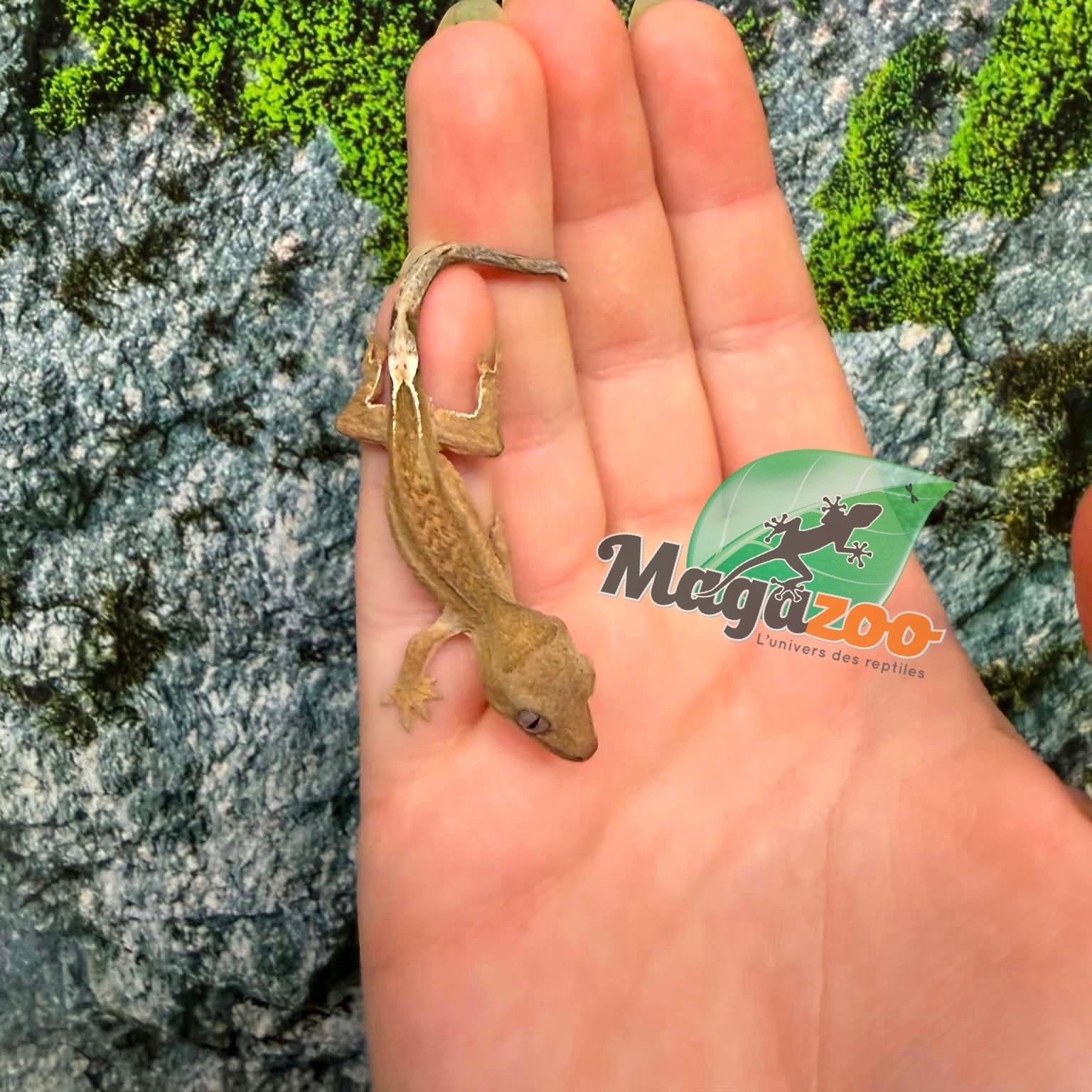 Magazoo Baby Crested Gecko #9 (July 2026)