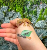 Magazoo Baby Crested Gecko #9 (July 2026)