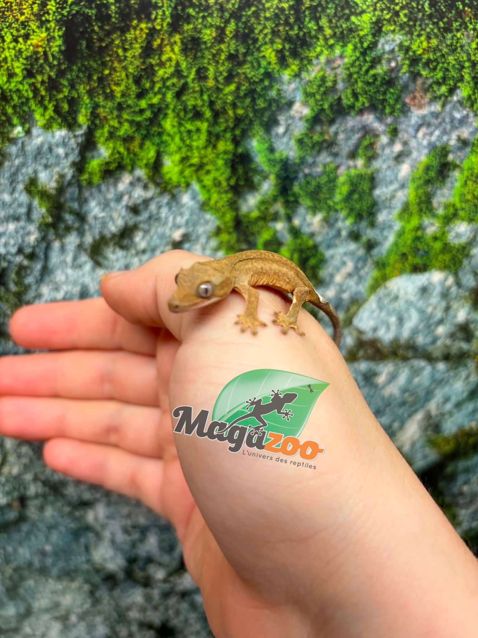 Magazoo Baby Crested Gecko #9 (July 2026)