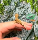 Magazoo Baby Crested Gecko #7 (July 2026)