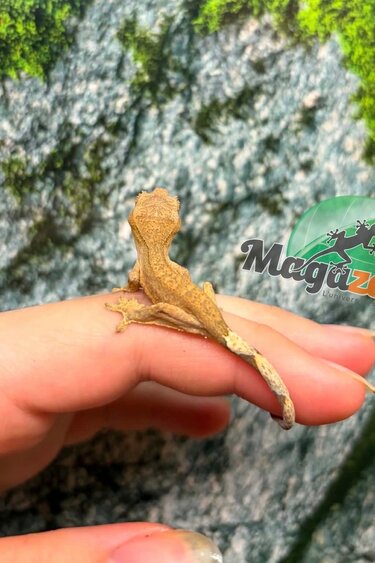 Magazoo Gecko à crête Bébé #7 (Juillet 2026)