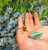 Magazoo Baby Crested Gecko #7 (July 2026)