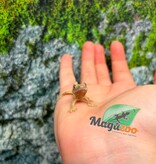 Magazoo Gecko à crête Bébé #7 (Juillet 2026)
