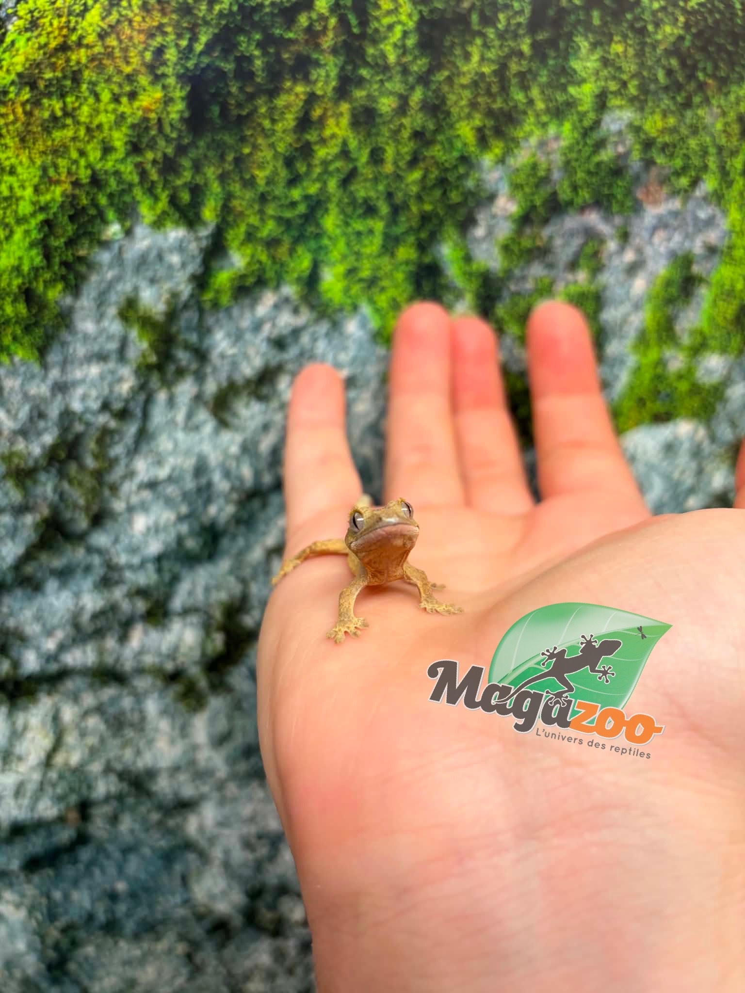 Magazoo Gecko à crête Bébé #7 (Juillet 2026)