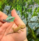 Magazoo Baby Crested Gecko #7 (July 2026)