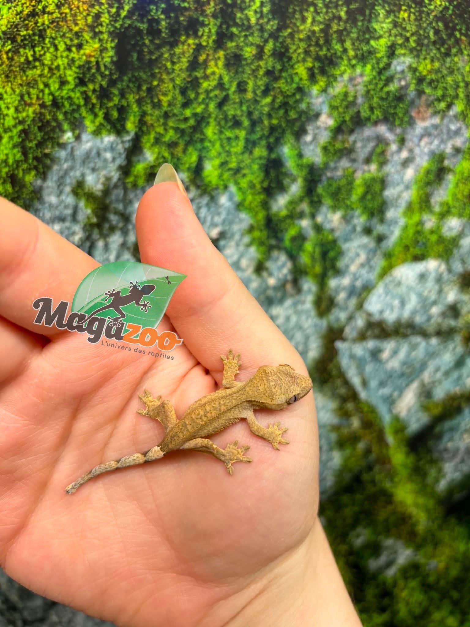 Magazoo Baby Crested Gecko #7 (July 2026)