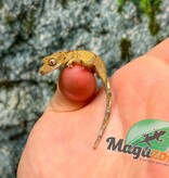 Magazoo Baby Crested Gecko #3 (July 2026)