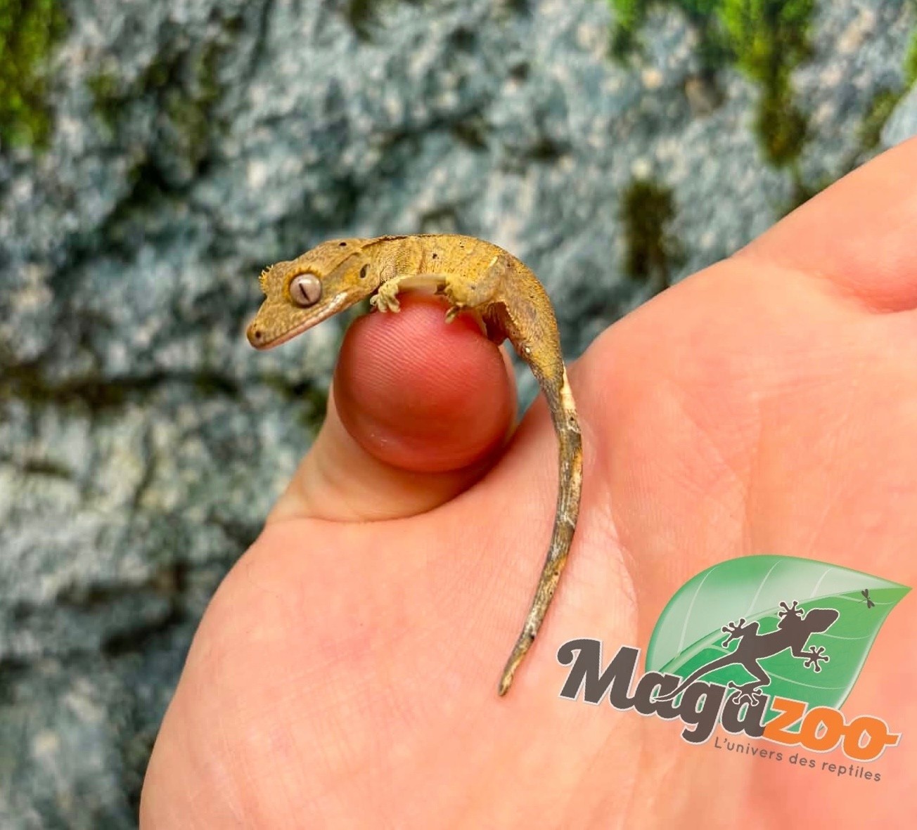 Magazoo Gecko à crête Bébé #3 (Juillet 2026)