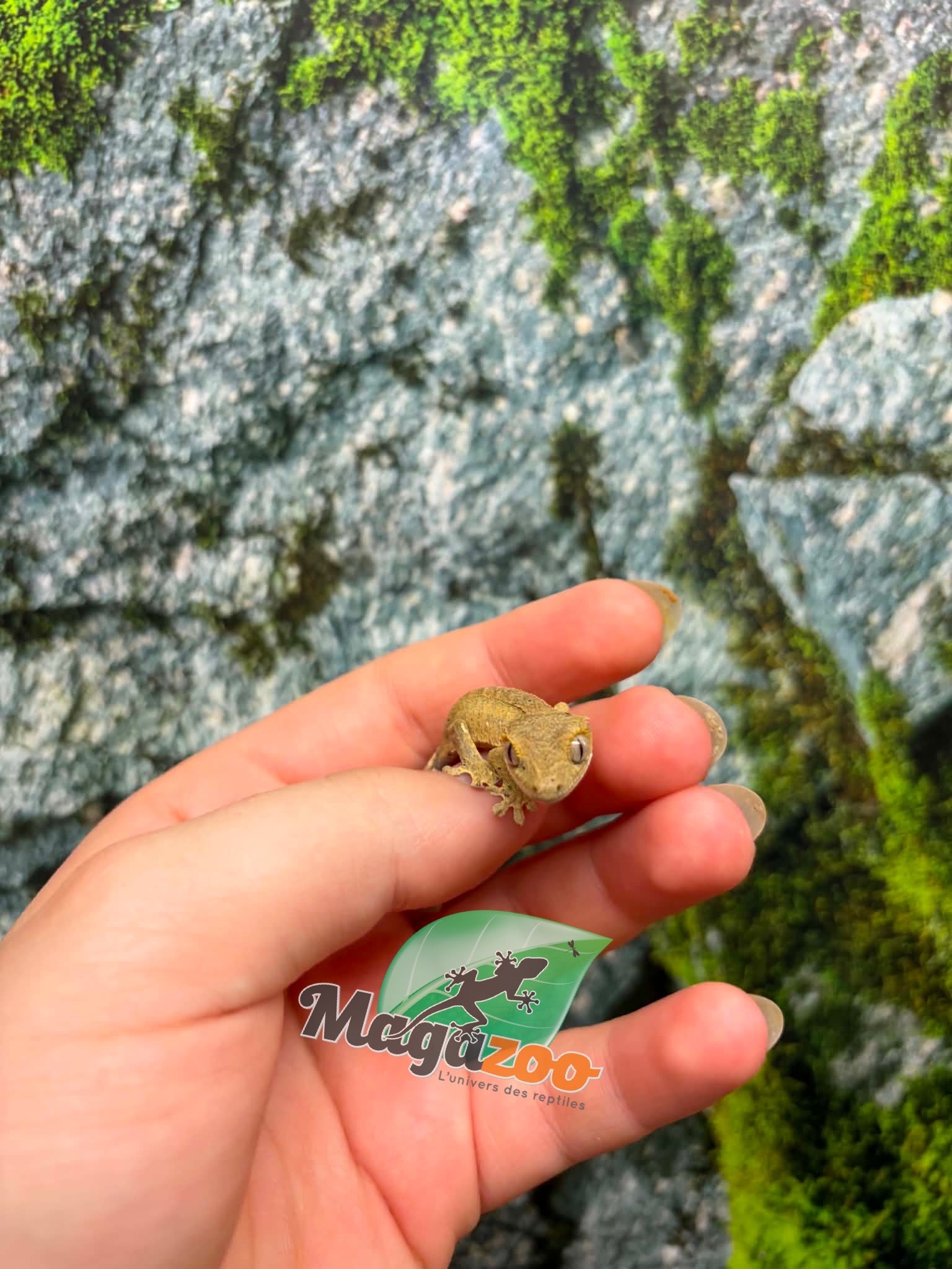 Magazoo Baby Crested Gecko #3 (July 2026)