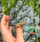 Magazoo Baby Crested Gecko #3 (July 2026)