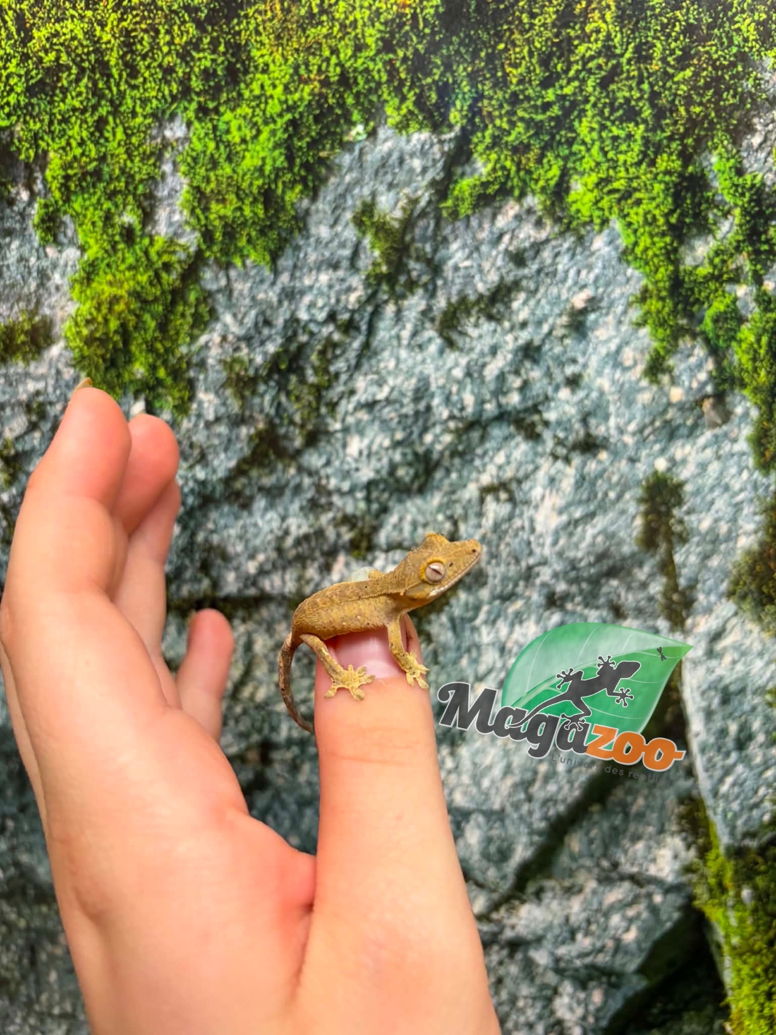 Magazoo Baby Crested Gecko #3 (July 2026)