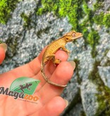 Magazoo Baby Crested Gecko #10 (July 2026)