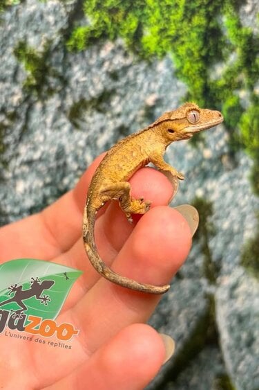 Magazoo Baby Crested Gecko #10 (July 2026)