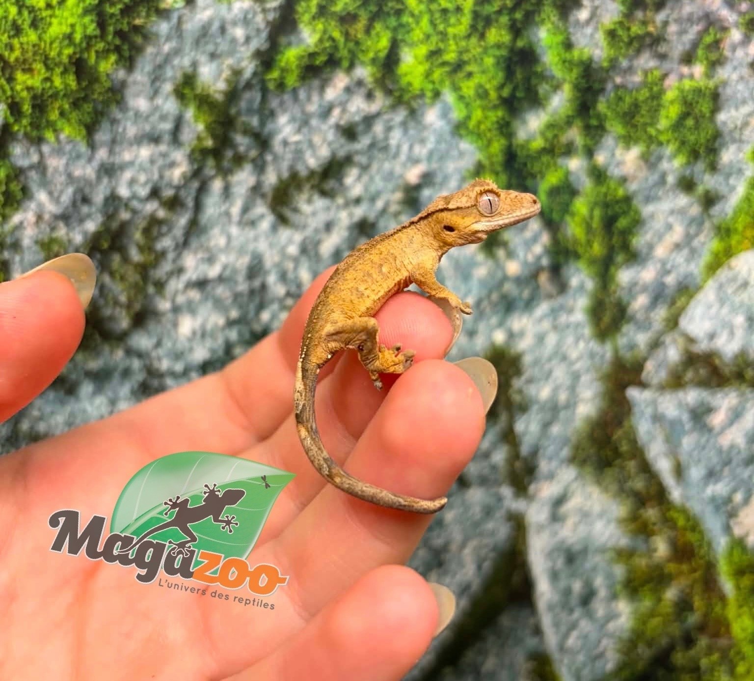 Magazoo Baby Crested Gecko #10 (July 2026)