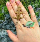 Magazoo Baby Crested Gecko #10 (July 2026)
