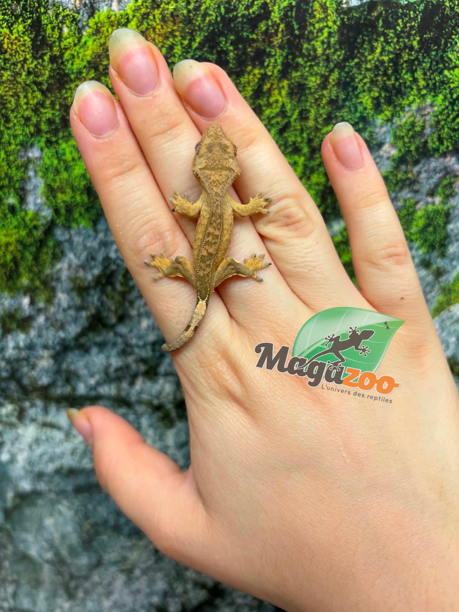 Magazoo Gecko à crête Bébé #10 (Juillet 2026)