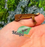 Magazoo Baby Crested Gecko #8 (July 2026)