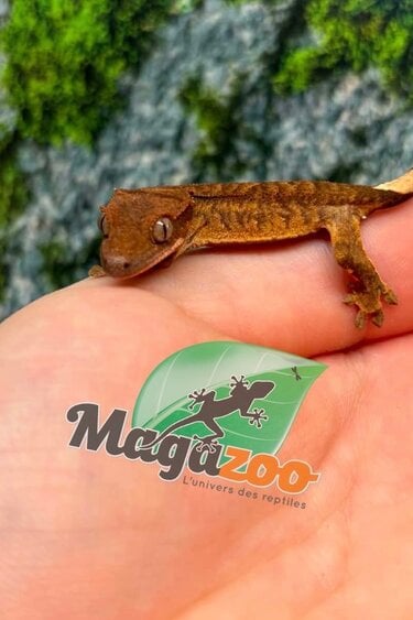 Magazoo Baby Crested Gecko #8 (July 2026)