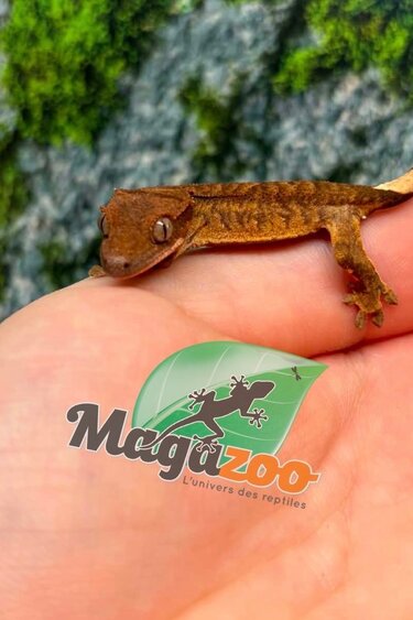 Magazoo Gecko à crête Bébé #8 (Juillet 2026)