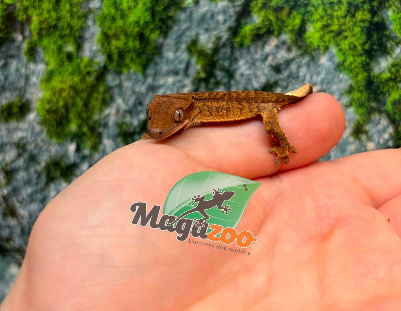 Magazoo Gecko à crête Bébé #8 (Juillet 2026)