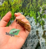 Magazoo Baby Crested Gecko #8 (July 2026)