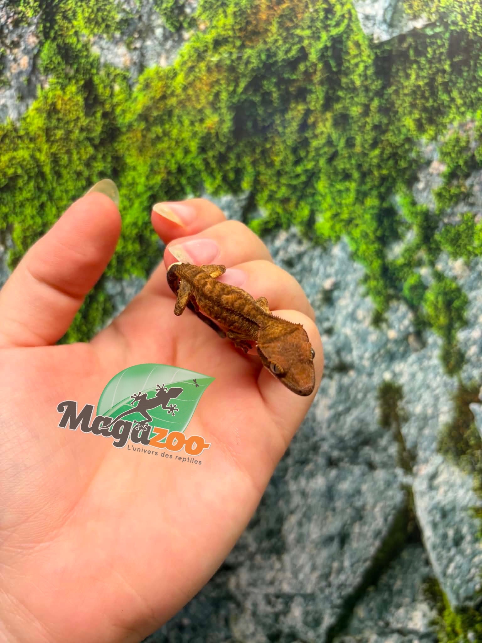 Magazoo Baby Crested Gecko #8 (July 2026)