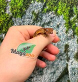 Magazoo Baby Crested Gecko #8 (July 2026)