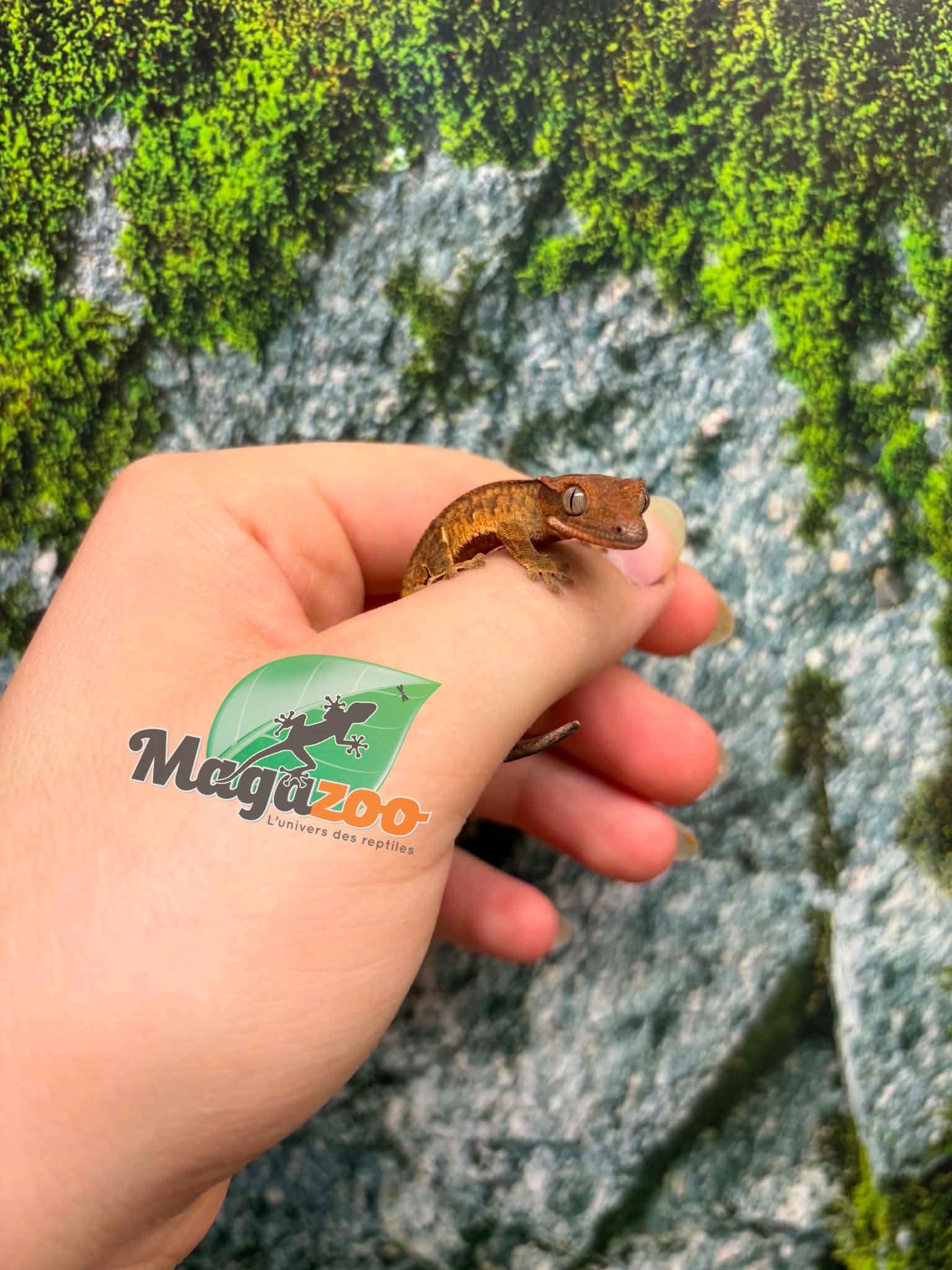 Magazoo Baby Crested Gecko #8 (July 2026)