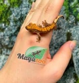 Magazoo Baby Crested Gecko #5 (July 2026)