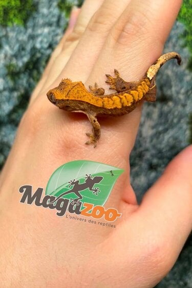 Magazoo Baby Crested Gecko #5 (July 2026)