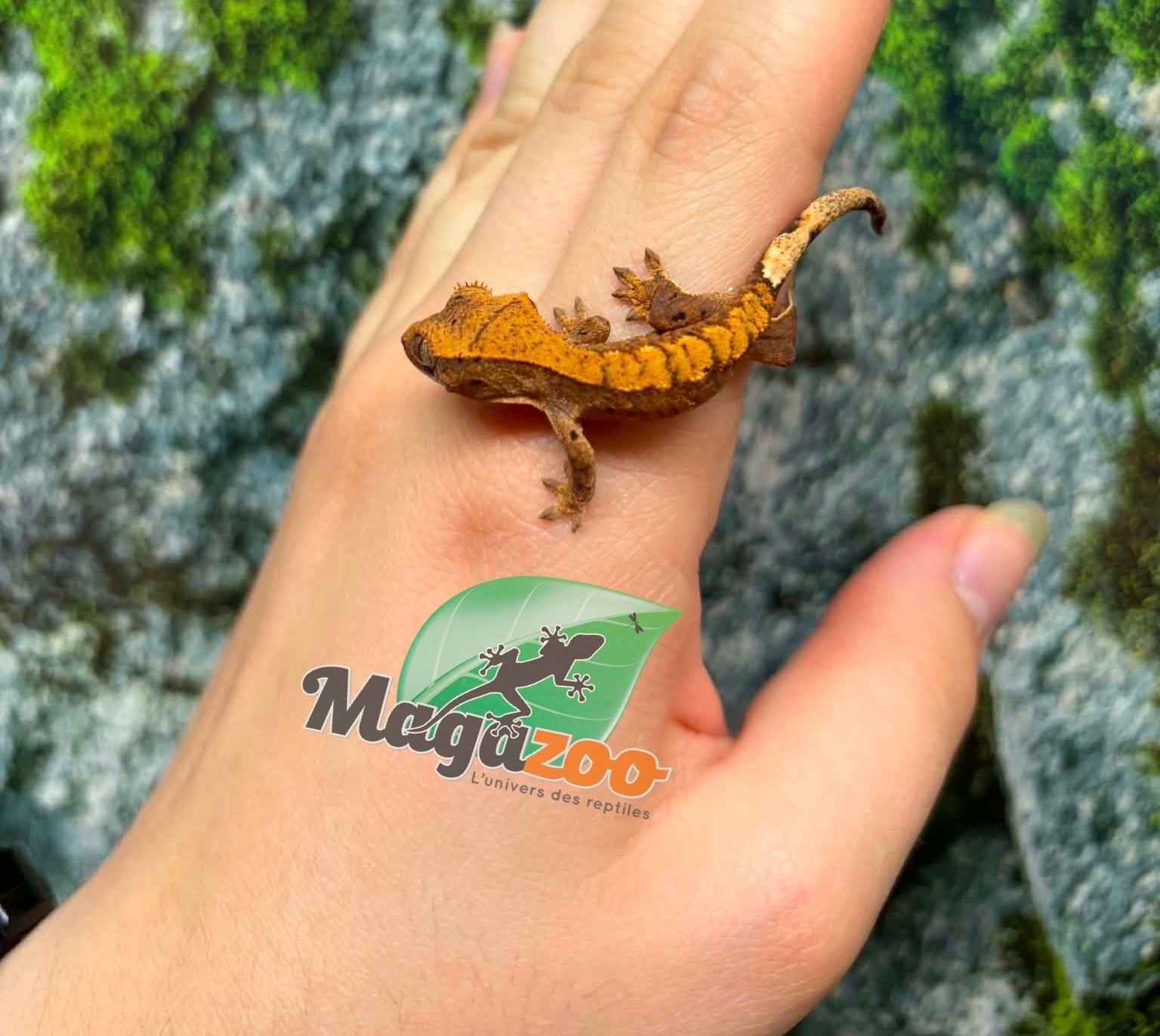 Magazoo Baby Crested Gecko #5 (July 2026)