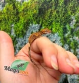 Magazoo Baby Crested Gecko #5 (July 2026)