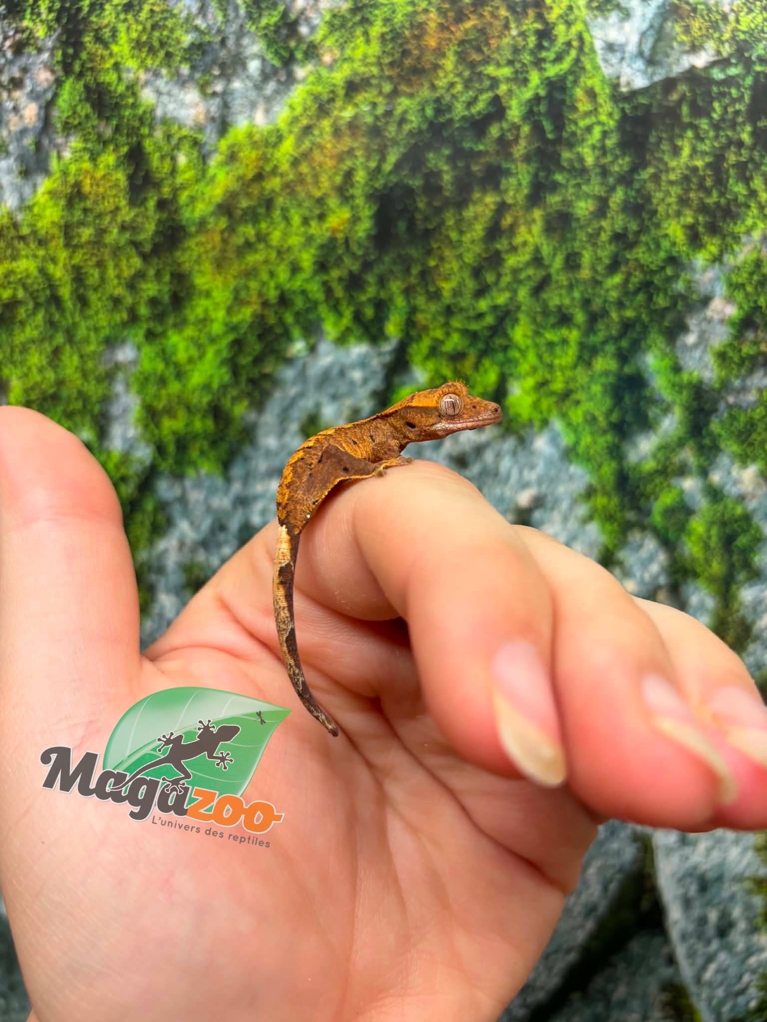 Magazoo Baby Crested Gecko #5 (July 2026)