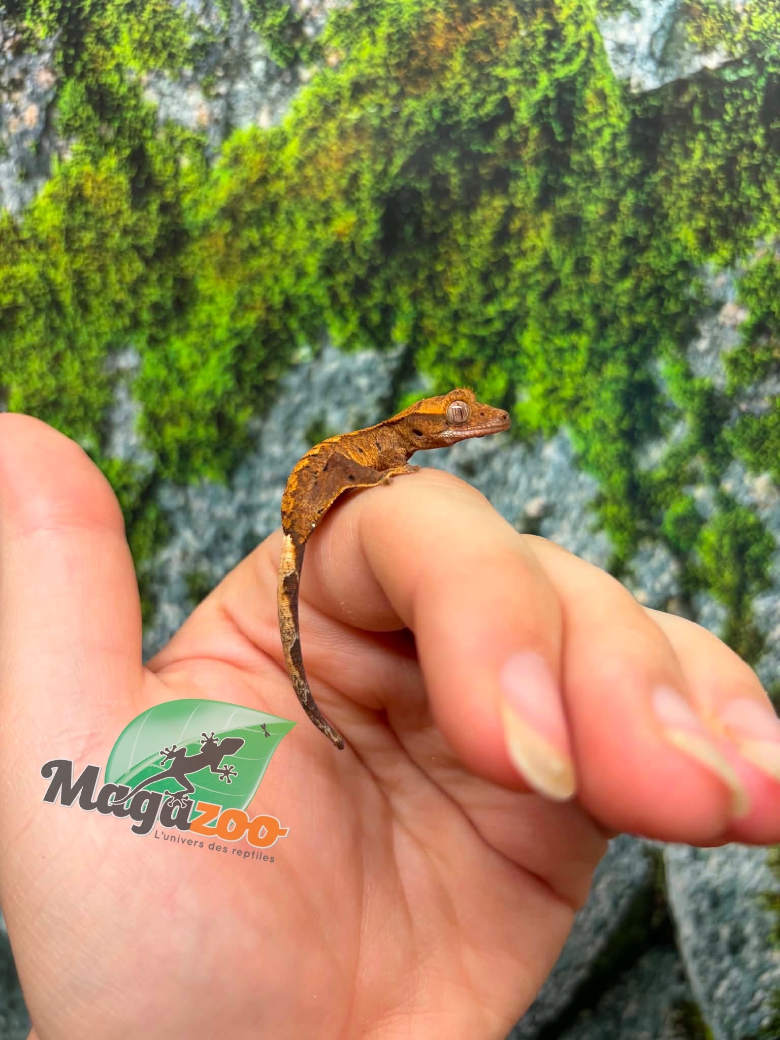 Magazoo Gecko à crête Bébé #5 (Juillet 2026)