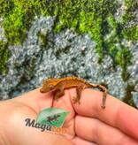 Magazoo Gecko à crête Bébé #5 (Juillet 2026)