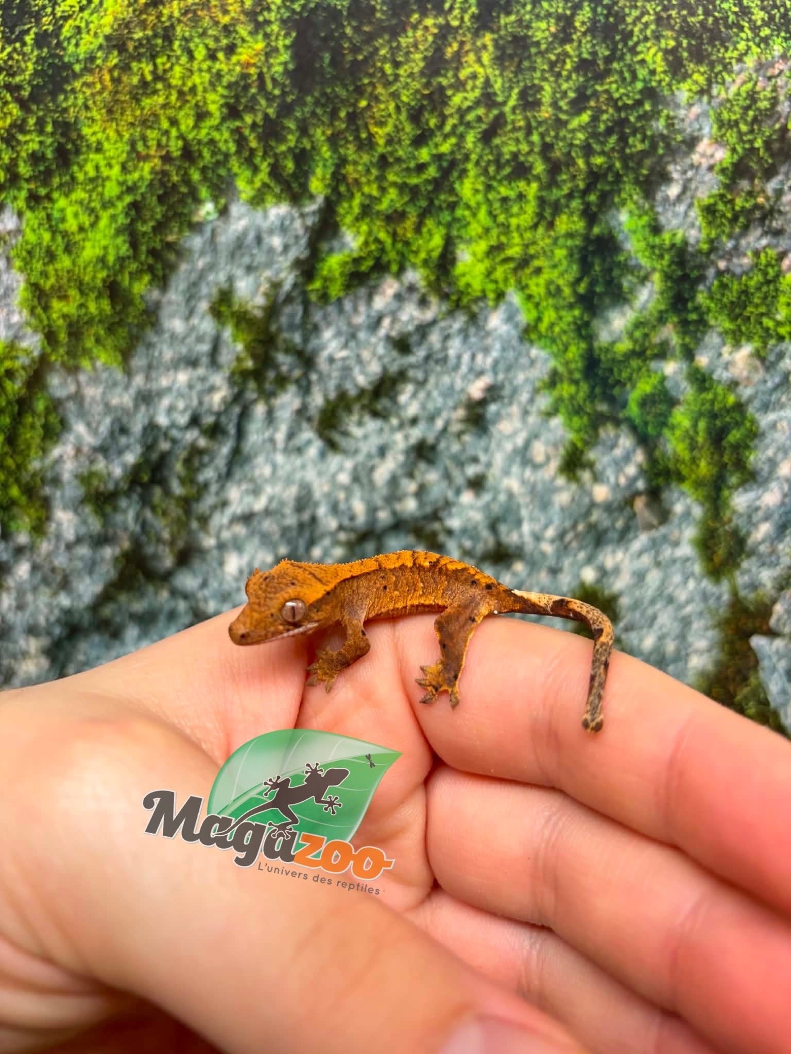 Magazoo Baby Crested Gecko #5 (July 2026)