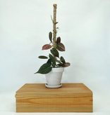 Magazoo Growth pole 35cm