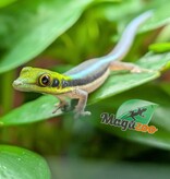 Magazoo Baby Neon Day Gecko (born in captivity) (June 17, 2026) toe malformation