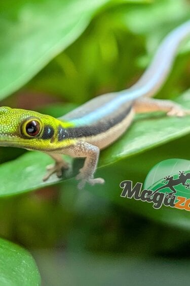 Magazoo Baby Neon Day Gecko (born in captivity) (June 17, 2026) toe malformation