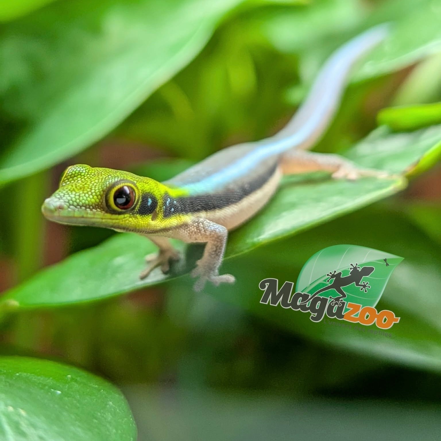 Magazoo Gecko diurne Néon (né en captivité) Bébé (17 juin 2026) malformation du doigt