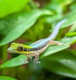 Magazoo Baby Neon Day Gecko (born in captivity) (June 17, 2026) toe malformation