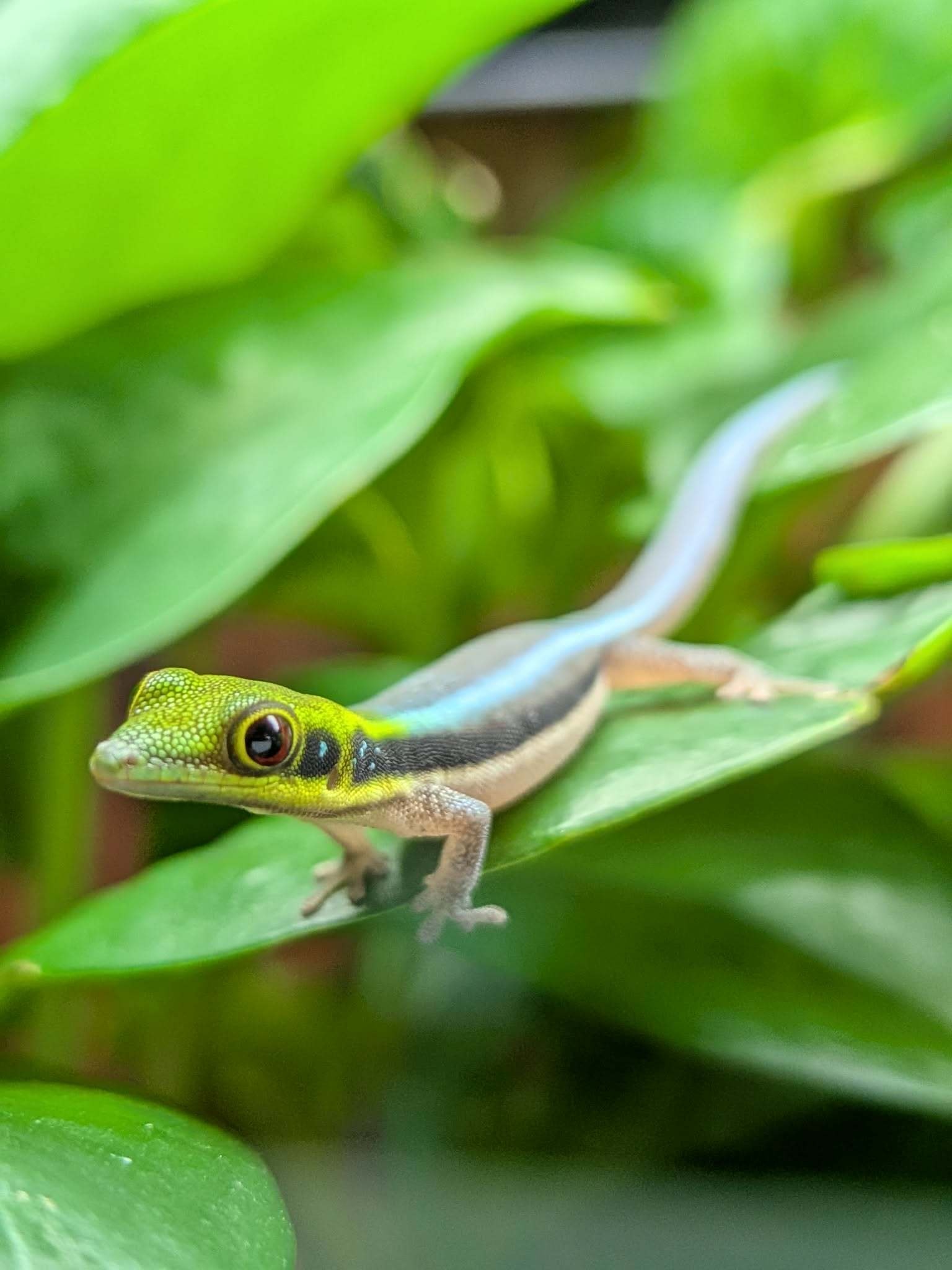 Magazoo Baby Neon Day Gecko (born in captivity) (June 17, 2026) toe malformation