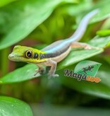 Magazoo Baby Neon Day Gecko (born in captivity) (June 17, 2026) toe malformation