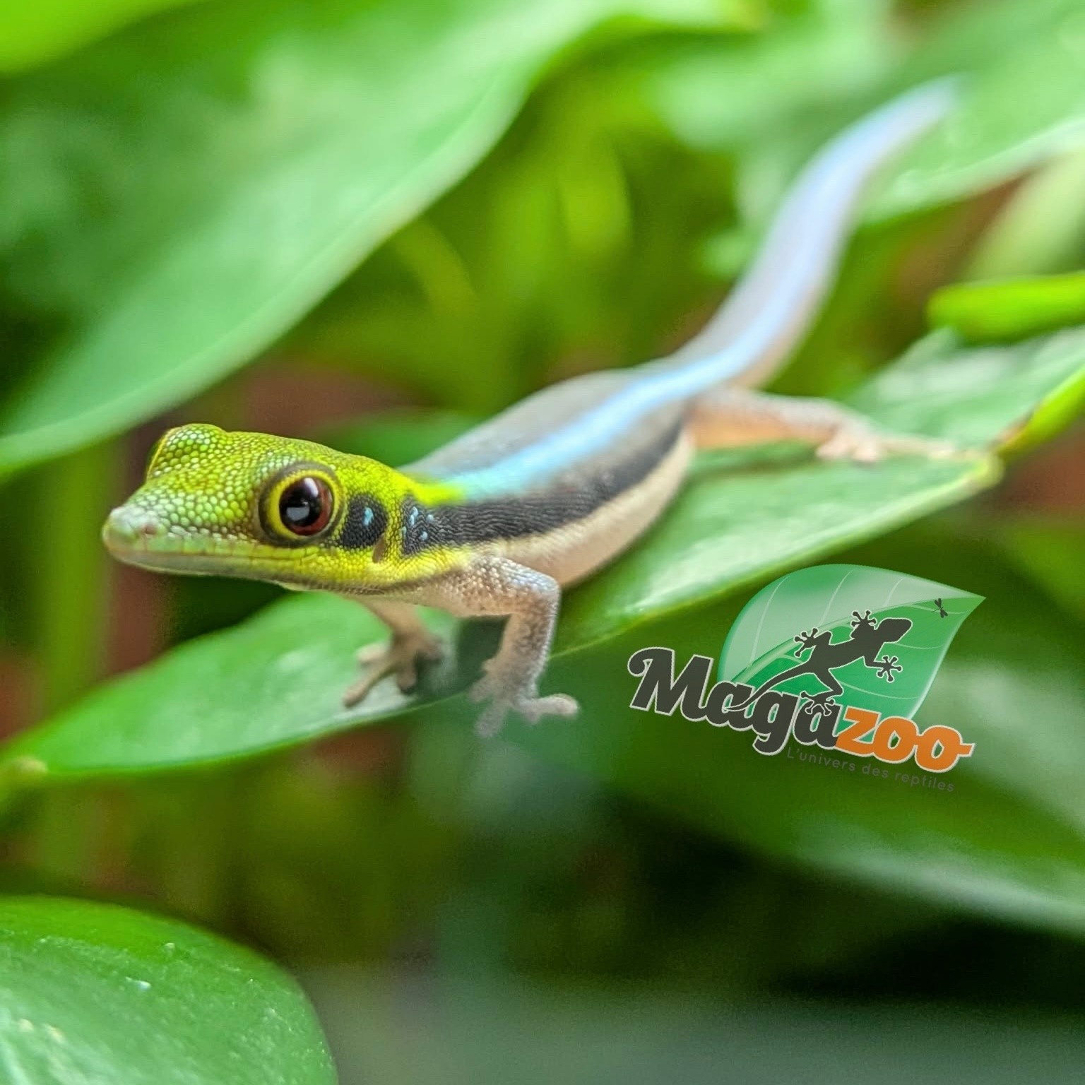 Magazoo Baby Neon Day Gecko (born in captivity) (June 17, 2026) toe malformation
