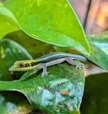 Magazoo Baby Neon Day Gecko (born in captivity) (June 17, 2026) toe malformation