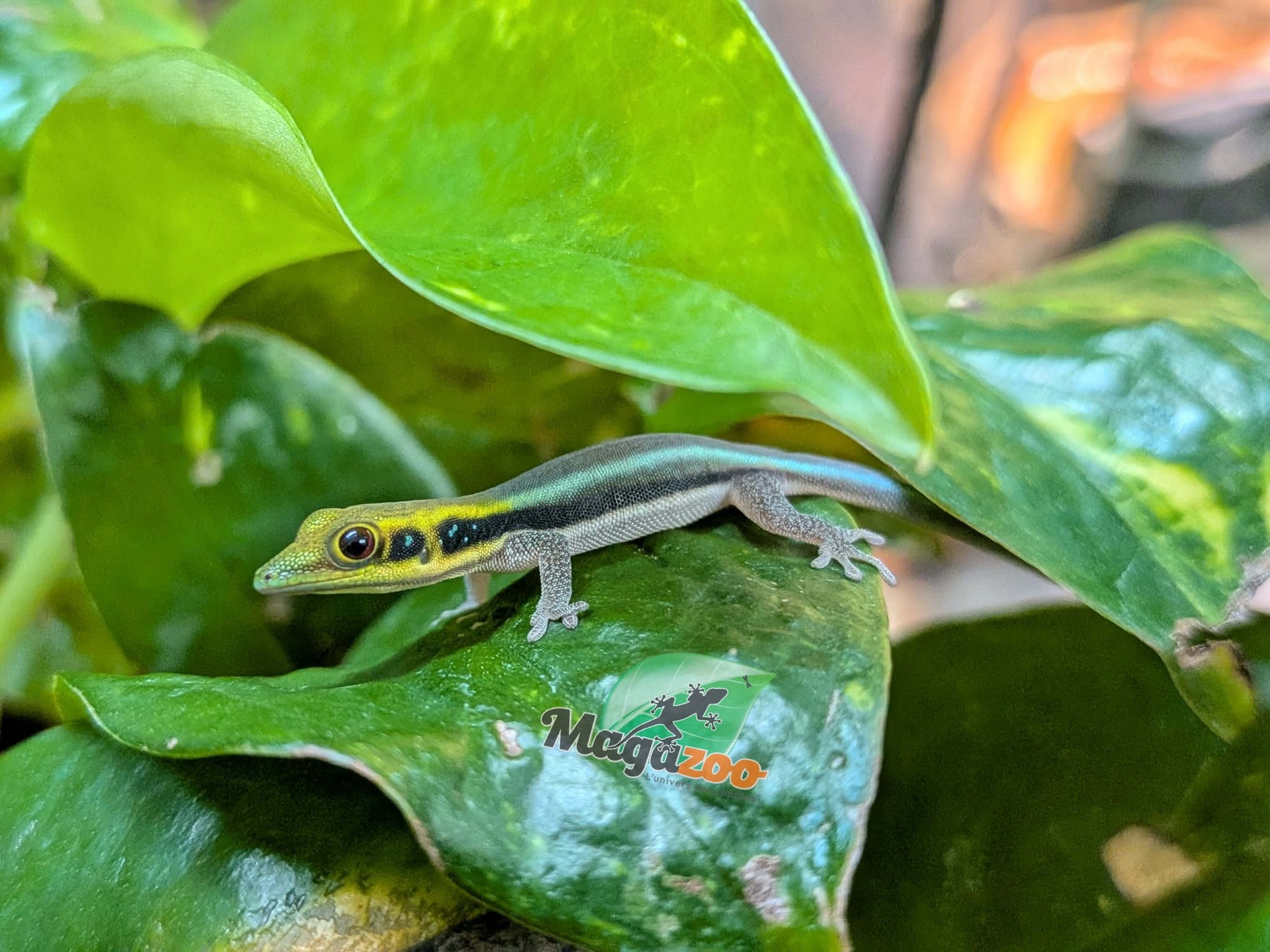 Magazoo Gecko diurne Néon (né en captivité) Bébé (17 juin 2026) malformation du doigt