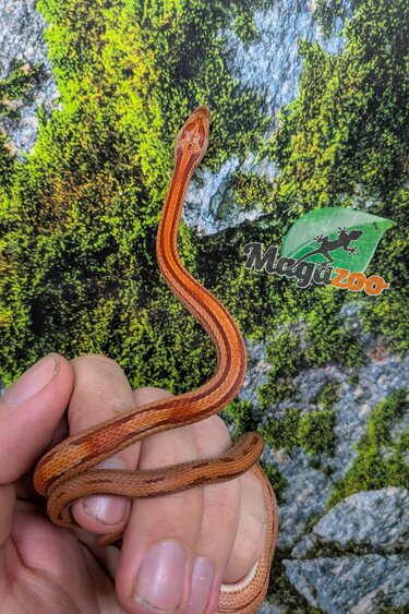 Magazoo Juvenile Male Corn Snake Hypo Motley Tessera (Double Het. Amel Anery) (09/10/2025)